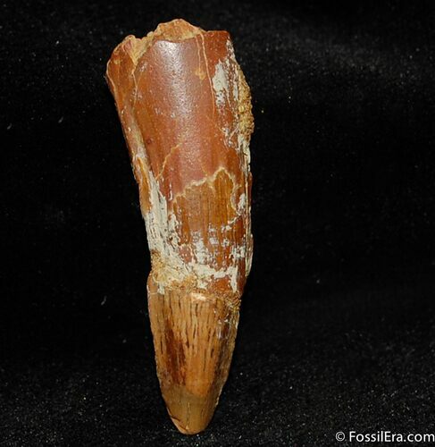 Inch Spinosaurus Tooth (Composite) #335